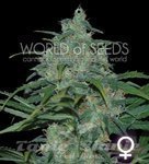 WORLD OF SEEDS - Wild Thailand