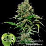 EVA SEEDS - Excalibur