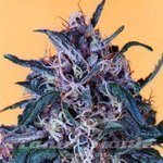 DUTCH PASSION - Hollands Hope®