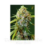 Victory Seeds - Big Bud