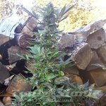 SHORT STUFF SEEDBANK - Auto MI5