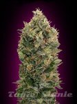 ADVANCED SEEDS - Auto Black Diesel