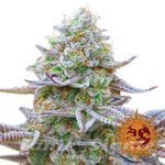 BARNEY'S FARM - GORILLA ZKITTLEZ
