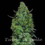 VIP SEEDS - Membrana Hyperauto