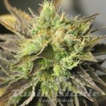 SAGARMATHA - Strawberry D-Lite