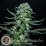 R-KIEM SEEDS - Muse
