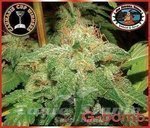 BIG BUDDHA SEEDS - G-Bomb