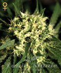 GREEN HOUSE SEEDS - Kalashnikova Automatic