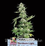 KERA SEEDS - Northern Light