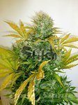 FLASH SEEDS - Kush Van Stitch Auto