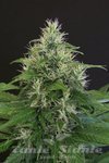 EXOTIC SEED - Lemon Candy