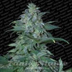 PARADISE SEEDS - Magic Bud