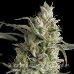 PYRAMID SEEDS - Auto Super OG Kush