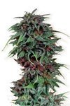 DUTCH PASSION - Durban Poison®