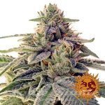 BARNEY'S FARM - SHISKABERRY