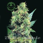 SAGARMATHA - BubbleBerry