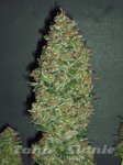 00 SEEDS BANK - Chocolate Skunk