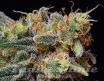 THE BULLDOG SEEDS - Caramelicious