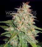 WORLD OF SEEDS - Mazar X White Rhino