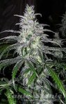 ! N.Y.C Diesel