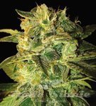 WORLD OF SEEDS - Sugar Mango Ryder