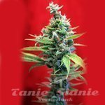 REGGAE SEEDS - SRA. Amparo
