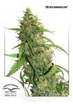 DUTCH PASSION - CBD Auto Compassion Lime