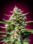 ADVANCED SEEDS - White Kush