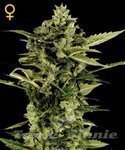 GREEN HOUSE SEEDS - Auto Bomb