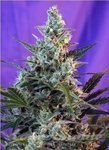 SWEET SEEDS - Sweet Skunk Auto