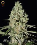 GREEN HOUSE SEEDS - Super Critical Auto