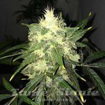 NIRVANA - OG Kush Auto