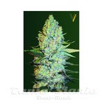 Victory Seeds - Amnesia