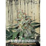MINISTRY OF CANNABIS - Carnival