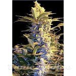 SEEDSMAN - Easy Ryder Auto