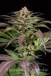DINAFEM - Purps #1