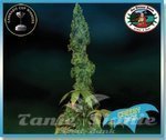 BIG BUDDHA SEEDS - Cheesy Dick