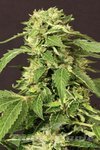 EXOTIC SEED - Exotic Thai