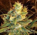 DNA GENETICS - Sweet Haze