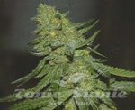 GREEN DEVIL GENETICS - GD Town