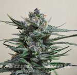 KALASHNIKOV SEEDS - Blue Acid Auto