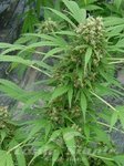! Early Skunk