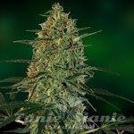 BARNEY’S FARM - Malana Bomb Auto
