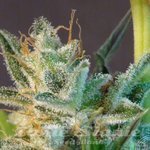 KANNABIA SEED - White Domina Auto