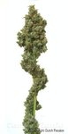 DUTCH PASSION - Euforia®
