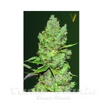 Victory Seeds - Auto Critical