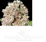 PARADISE SEEDS - Mendocino Skunk