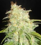 DELICOUS SEEDS - Critical Yumbolt