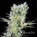 GENETHIK - Northern Lights X