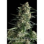 PYRAMID SEEDS - Galaxy